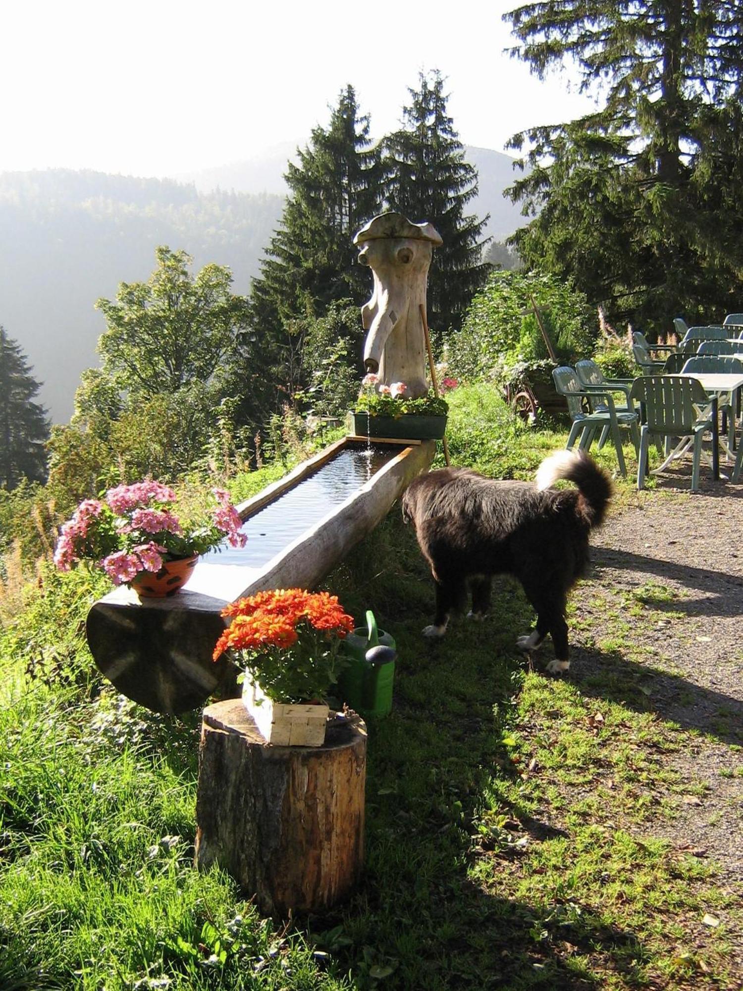 Berggasthaus Präger Böden Todtnau Exteriör bild